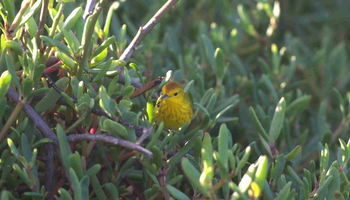 Galapagos Islands _ Sustainable Land-Based Tours _ Yellow Warbler